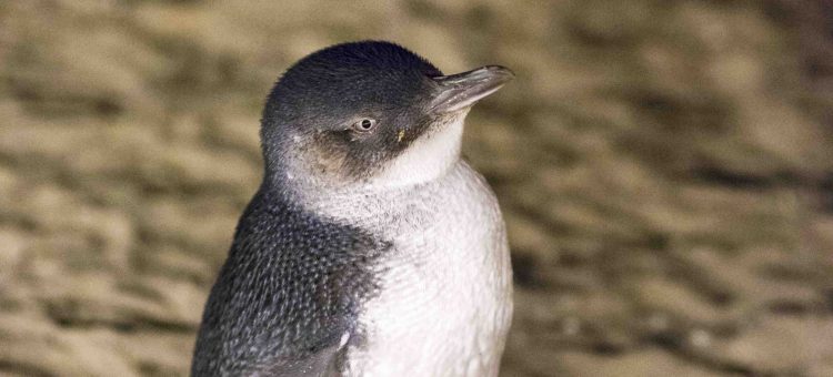 Little Penguin on the Phillip Island Day tour