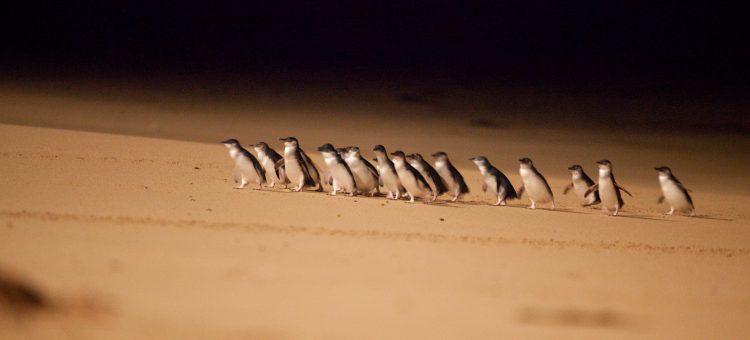 Little Penguins on the Phillip Island Day tour